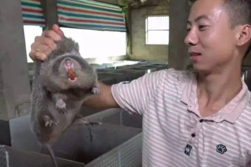 kina2.jpg kina2.jpg