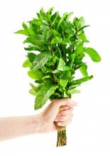 menta.jpg menta.jpg